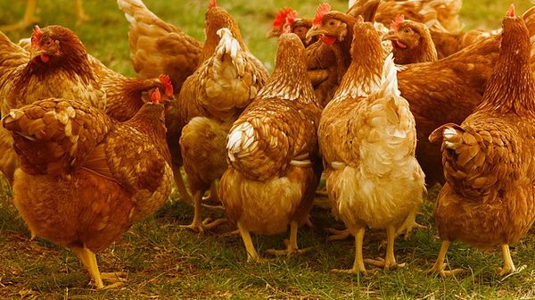 JAVNI POZIV ZA DODJELU KOKA NOSILJA U SLOBODNOM UZGOJU