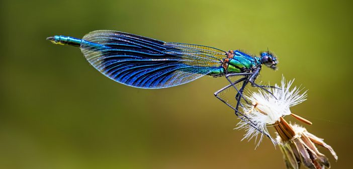 Vilin konjic na Blatini (audio)