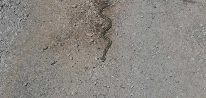 ZMIJE IZLAZE IZ LEGLA, POTREBAN OPREZ