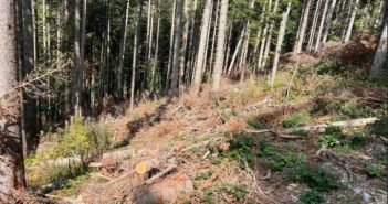 DEVASTACIJA PRIRODE U BERANAMA: CENTRI MOĆI DIKTIRALI UNIŠTENJE RIJEKA I ŠUMA KROZ SUMNJIVE KONCESIJE
